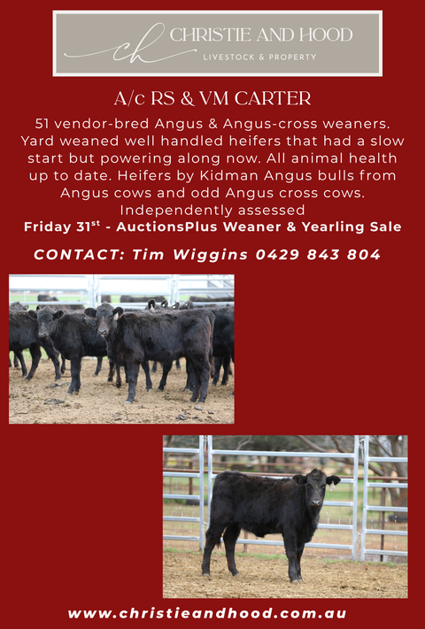 AUCTIONS PLUS WEANER & YEARLING SALE -  51 Angus and Angus x Weaners