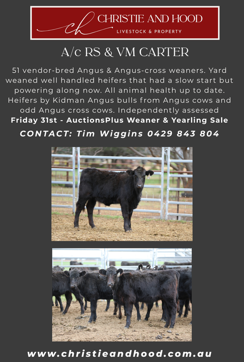 AUCTIONS PLUS WEANER & YEARLING SALE -  51 Angus and Angus x Weaners