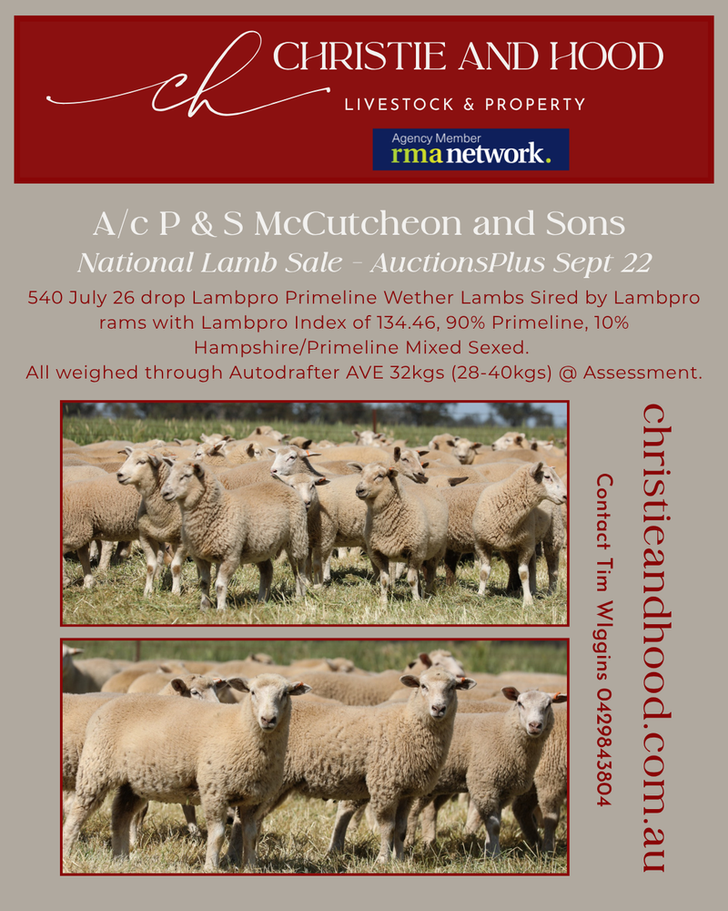 540 July 26 drop Lambpro Primeline Wether Lambs