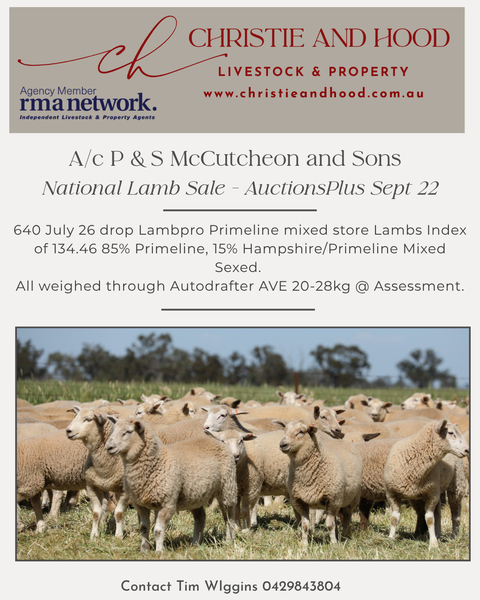 SOLD $186 ph - 640 July 26 drop Lambpro Primeline mixed store Lambs