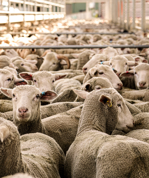 DUBBO PRIME SHEEP AND LAMB SALE