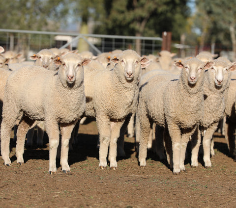 A/c AUBURN FARMING - Blue Ribbon First Cross Wether Lambs