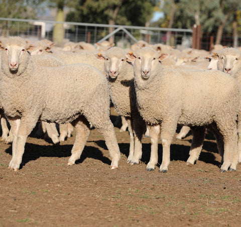 A/c AUBURN FARMING - Blue Ribbon First Cross Wether Lambs