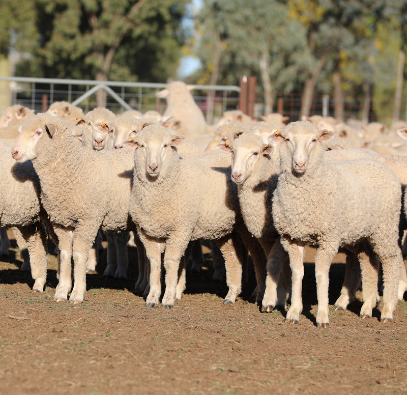 SOLD - A/c AUBURN FARMING - 3 lots Blue Ribbon First Cross Wether Lambs $183-$255/Head