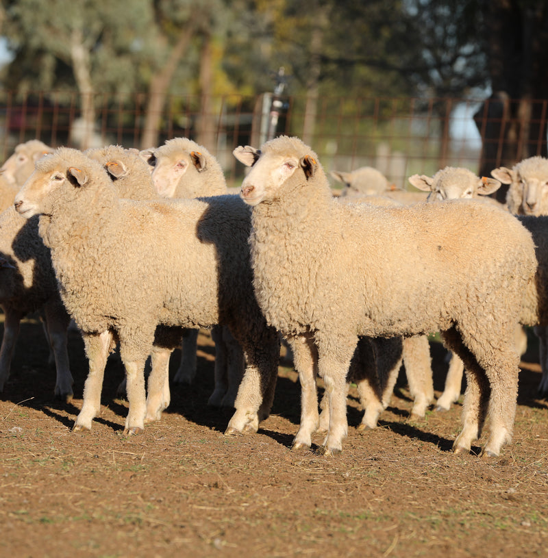 SOLD - A/c AUBURN FARMING - 3 lots Blue Ribbon First Cross Ewe Lambs - $310 - $330/Head