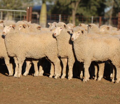 A/c AUBURN FARMING - Blue Ribbon First Cross Ewe Lambs