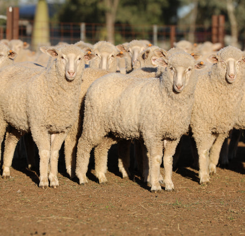 A/c AUBURN FARMING - Blue Ribbon First Cross Ewe Lambs