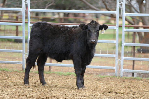 AUCTIONS PLUS WEANER & YEARLING SALE -  51 Angus and Angus x Weaners