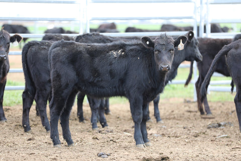 AUCTIONS PLUS WEANER & YEARLING SALE -  51 Angus and Angus x Weaners