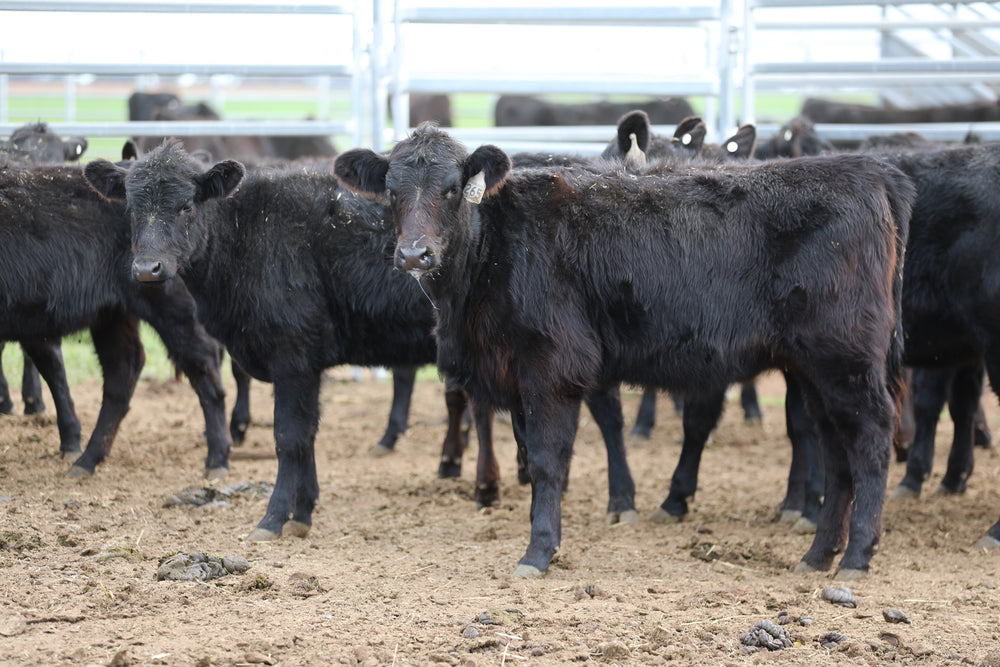 AUCTIONS PLUS WEANER & YEARLING SALE -  51 Angus and Angus x Weaners