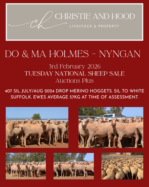 407 SIL Ewes - DO & MA HOLMES (NYNAGN) - Auctions Plus National Lamb Sale