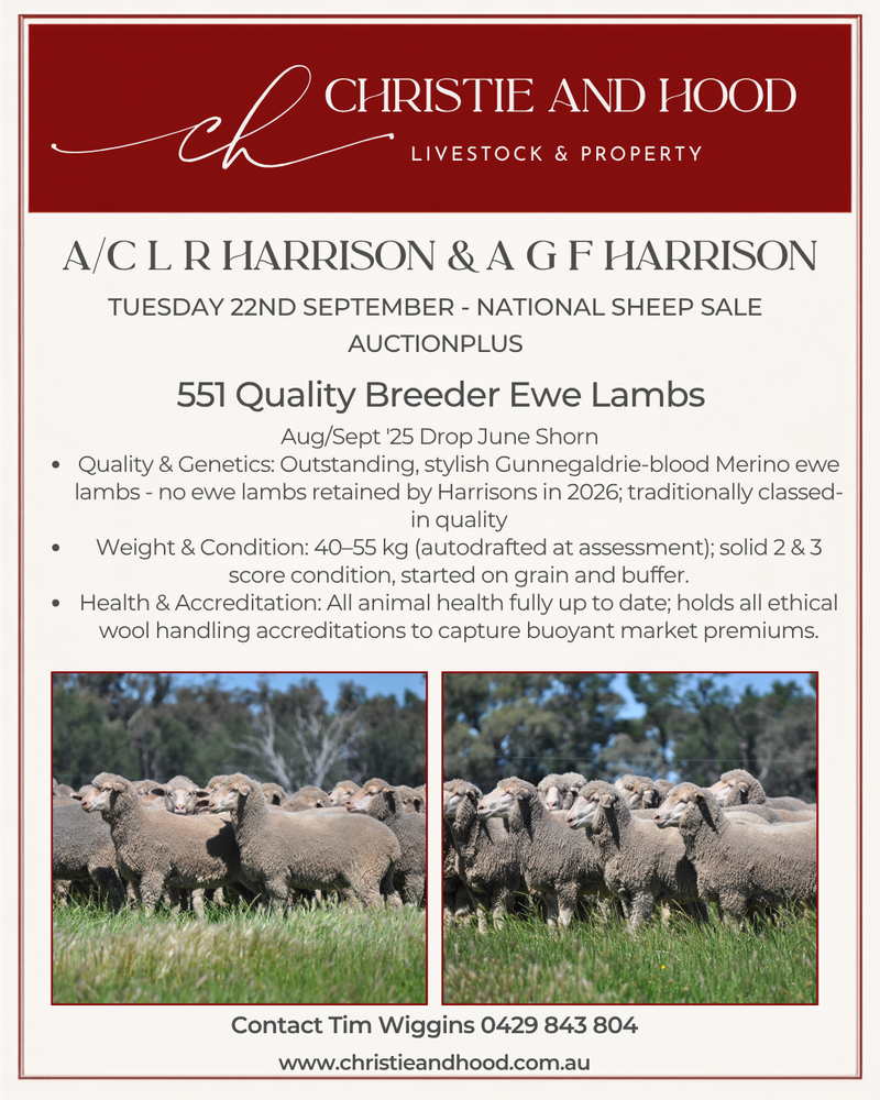 NATIONAL SHEEP SALE - 2PM - 551 Gunnegaldrie-blood Merino ewe lambs