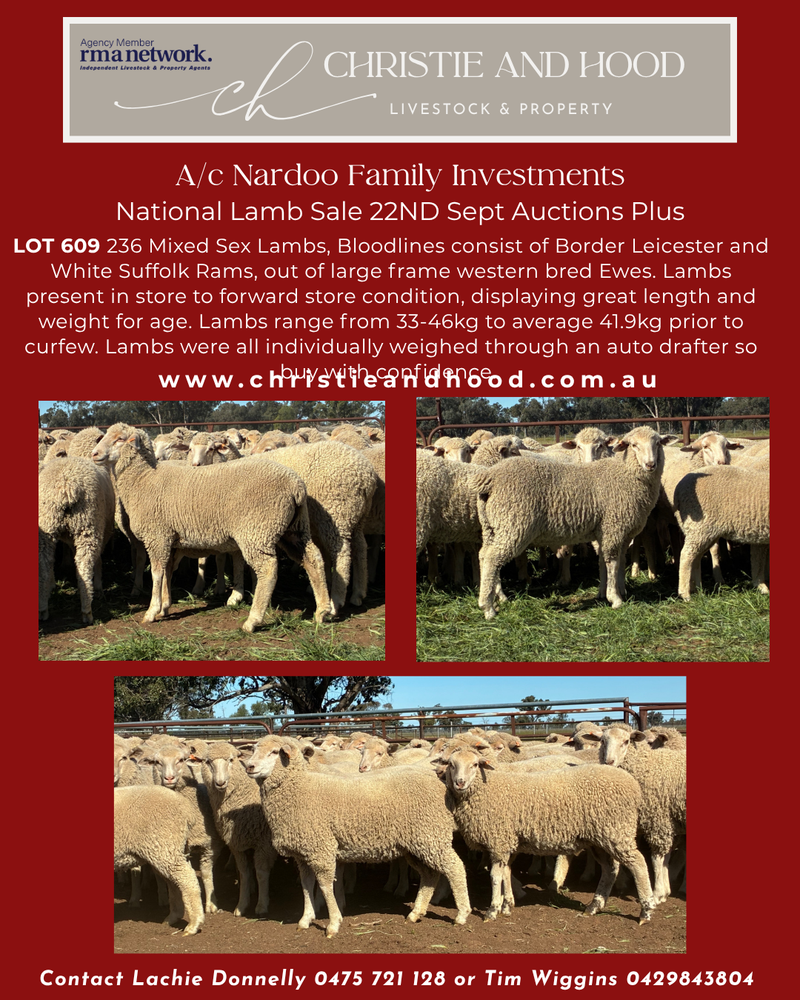 236 crossbred mixed Sex Store Lambs