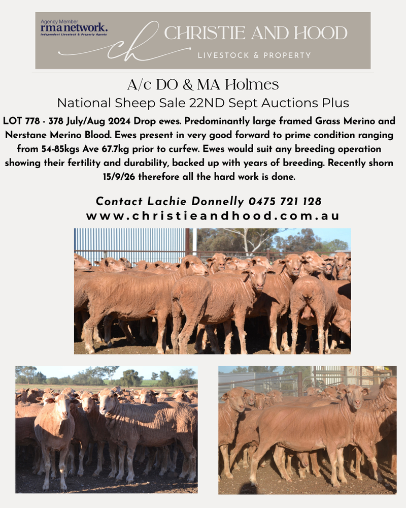 NATIONAL SHEEP SALE -