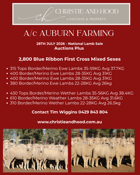 A/c AUBURN FARMING - Blue Ribbon First Cross Ewe Lambs