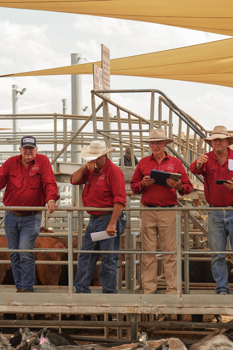 DUBBO STORE CATTLE AND FEATURE SALES