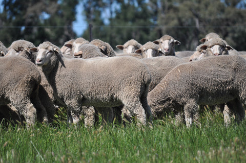 SOLD $304 ph - 551 Gunnegaldrie-blood Merino ewe lambs