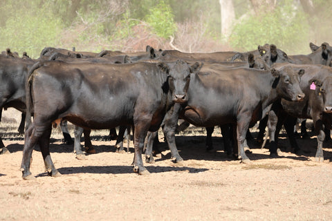 65 PTIC ANGUS COWS