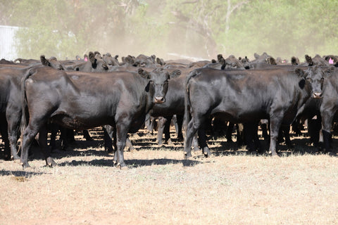 65 PTIC ANGUS COWS