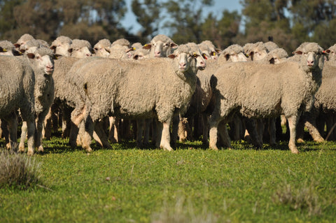 SOLD - 300 SIL Merino Ewes 5 yr old GUNNEGALDERIE BLOOD - $376/Head