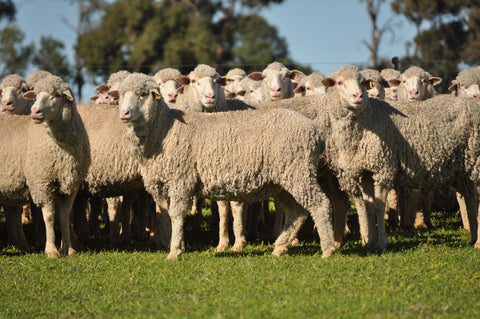 SOLD - 300 SIL Merino Ewes 5 yr old GUNNEGALDERIE BLOOD - $376/Head