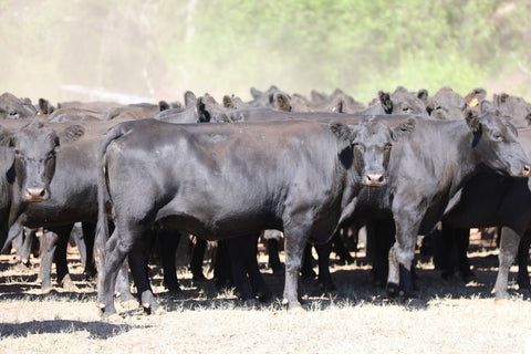 65 PTIC ANGUS COWS
