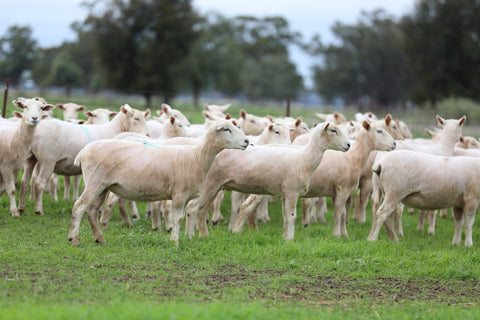 SOLD - 360 SIL PRIMELINE Ewe Lambs - 55.2k LIVE - $575/Head