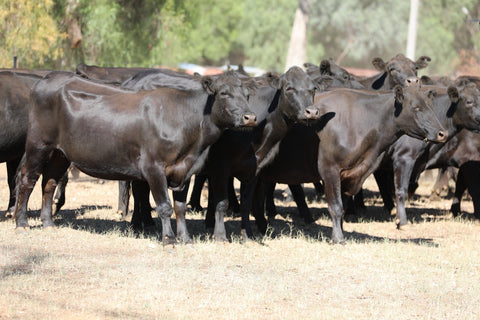 65 PTIC ANGUS COWS