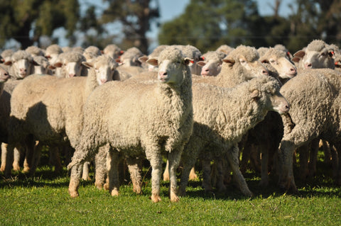SOLD - 467 SIL  Merino Ewes, 4 yr old Gunnegalderie Blood - $390/Head