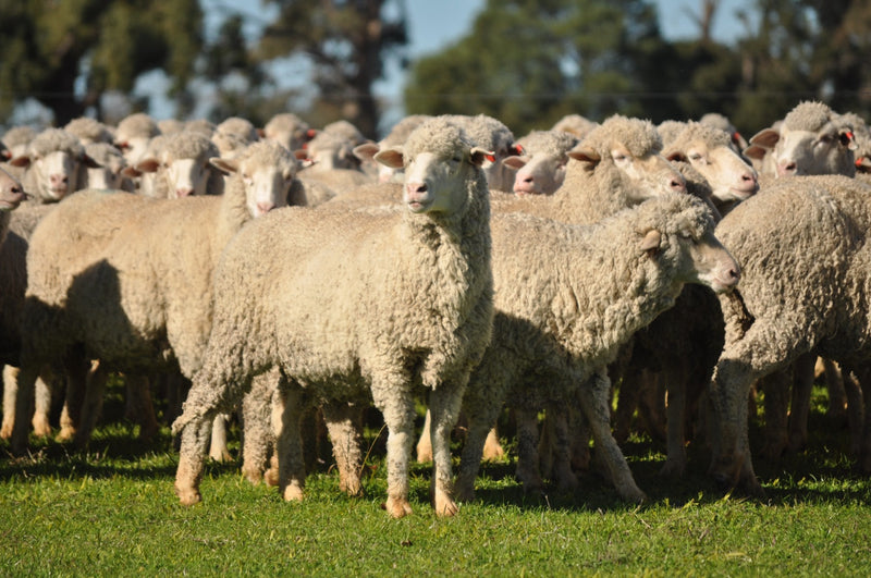 SOLD - 467 SIL  Merino Ewes, 4 yr old Gunnegalderie Blood - $390/Head