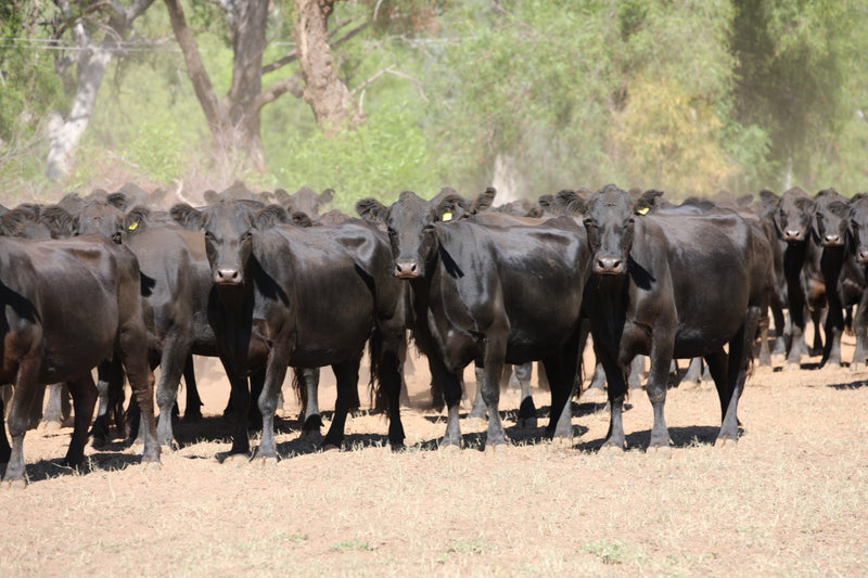 65 PTIC ANGUS COWS