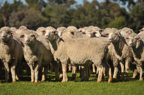 SOLD - 467 SIL  Merino Ewes, 4 yr old Gunnegalderie Blood - $390/Head