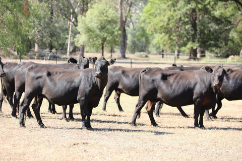 65 PTIC ANGUS COWS