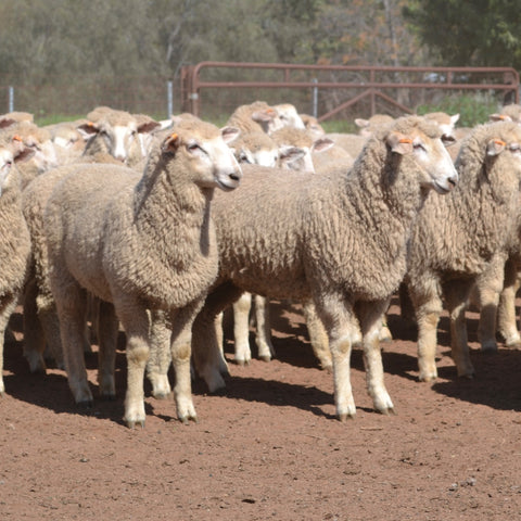 SOLD $234.00 - 375 Border Leicester x Merino Wether Lambs - A/c Auburn Farming