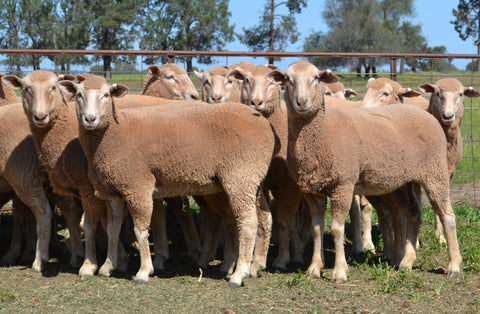 SOLD $470 - 100% Border Leicester/Merino Ewes - A/c COOK PARTNERSHIP