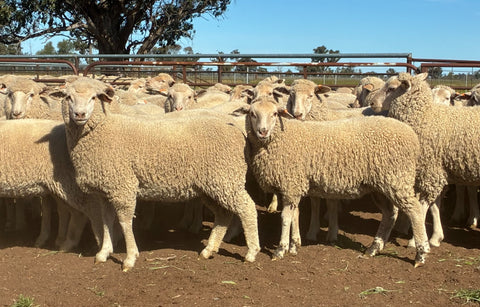 SOLD $221 ph - 236 crossbred mixed Sex Store Lambs