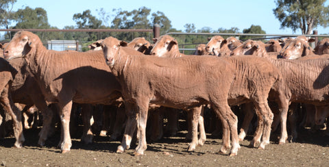 For Sale - NATIONAL SHEEP SALE - A/c DO &amp; MA Holmes