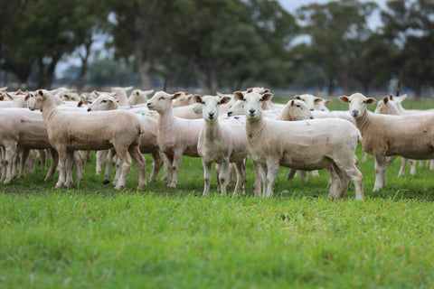 SOLD - 360 SIL PRIMELINE Ewe Lambs - 55.2k LIVE - $575/Head