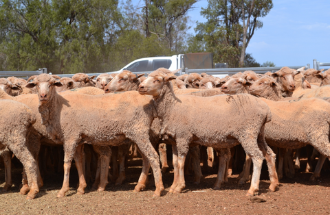 407 SIL Ewes - DO & MA HOLMES (NYNAGN) - Auctions Plus National Lamb Sale